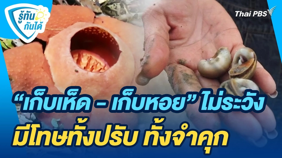 รู้ทันกันได้ : "เก็บเห็ด - เก็บหอย" ไม่ระวัง มีโทษทั้งปรับ ทั้งจำคุก