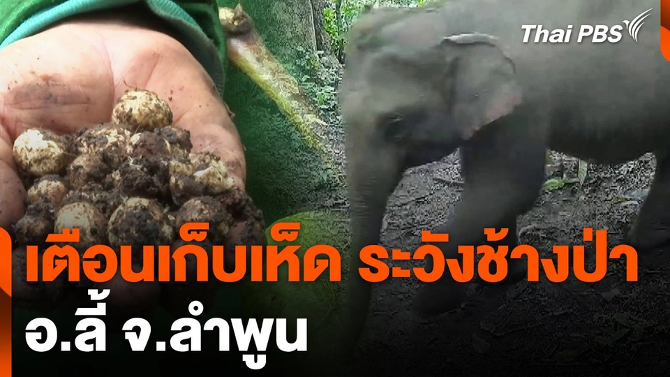 เตือนเก็บเห็ด ระวังช้างป่า อ.ลี้ จ.ลำพูน