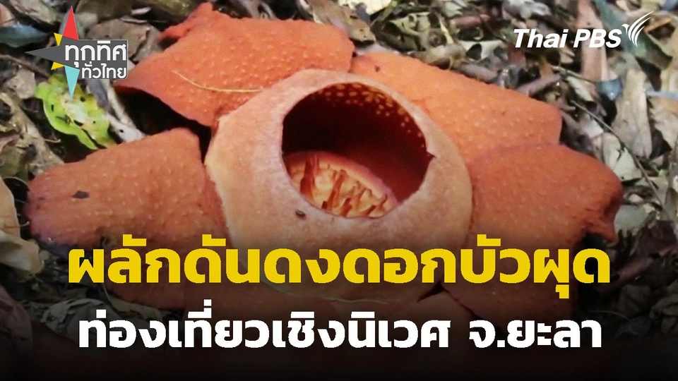 เบตงผลักดันดงดอกบัวผุดท่องเที่ยวเชิงนิเวศ