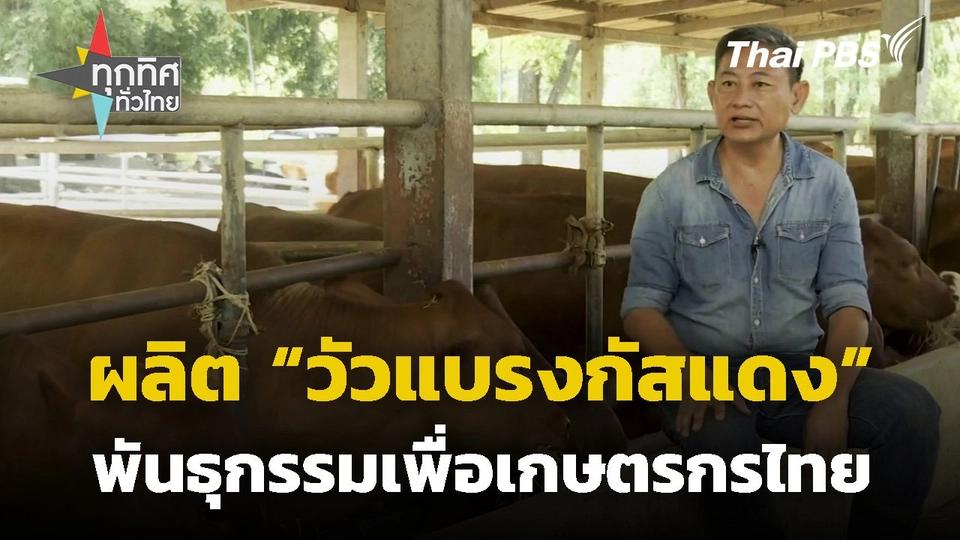 ผลิต "วัวแบรงกัสแดง" พันธุกรรมเพื่อเกษตรกรไทย