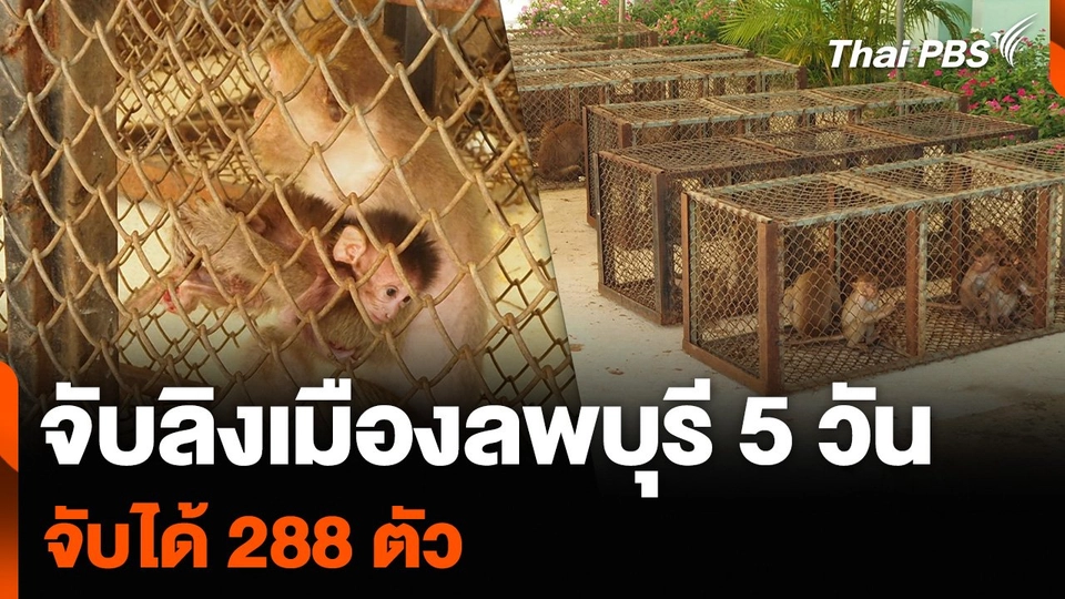 จับลิงเมืองลพบุรี 5 วัน จับได้ 288 ตัว