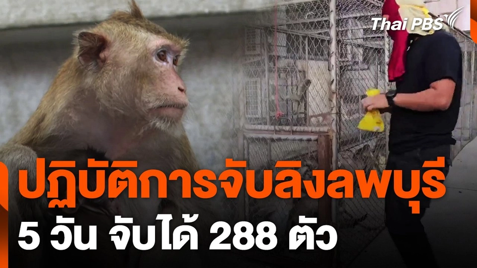 ปฏิบัติการจับลิงกลางเมืองลพบุรี 5 วัน 288 ตัว