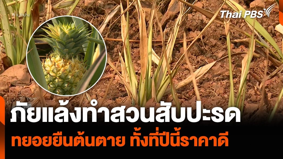 ภัยแล้งทำสวนสับปะรด จ.ลำปาง ทยอยยืนต้นตาย ทั้งที่ปีนี้ราคาดี