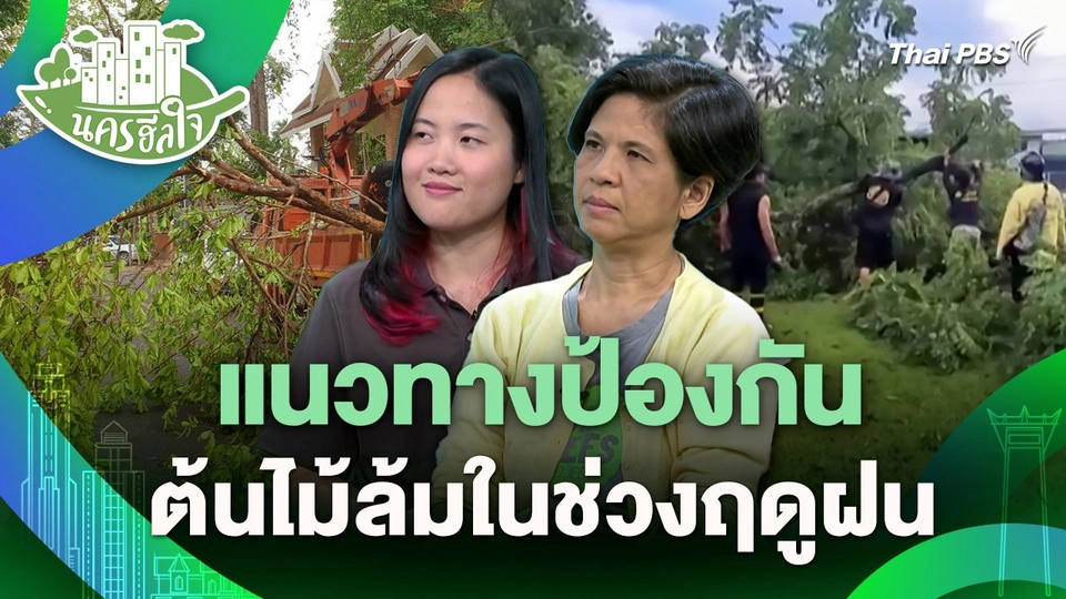 นครฮีลใจ : แนวทางป้องกันต้นไม้ล้มในช่วงฤดูฝน
