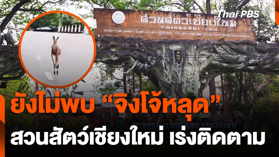 ยังไม่พบ ! "จิงโจ้" หลุดจากสวนสัตว์เชียงใหม่