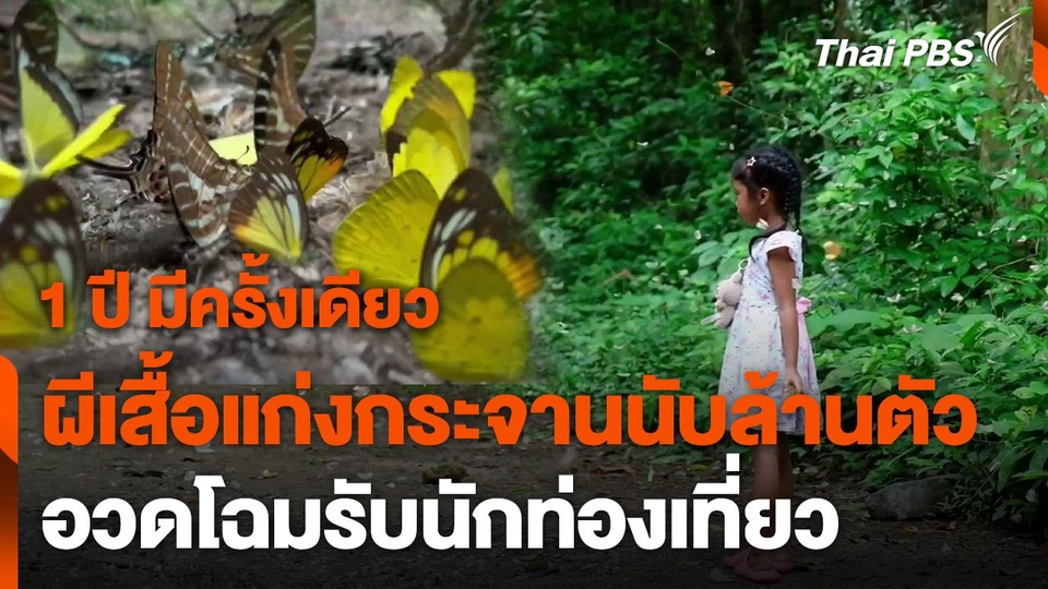 ผีเสื้อแก่งกระจานนับล้านตัว ออกอวดโฉมรับนักท่องเที่ยว