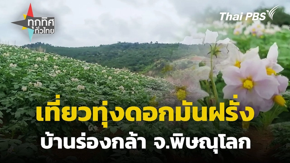 เที่ยวทุ่งดอกมันฝรั่งบ้านร่องกล้า จ.พิษณุโลก