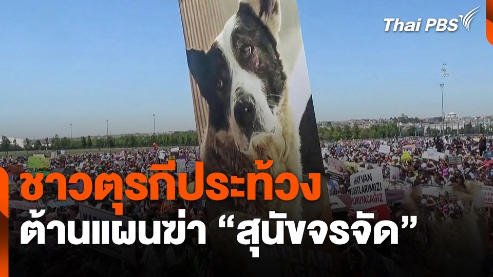 ชาวตุรกีประท้วงต้านแผนฆ่า "สุนัขจรจัด"