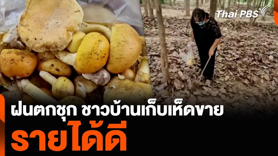 ฝนตกชุก ชาวบ้านเก็บเห็ดขาย รายได้ดี