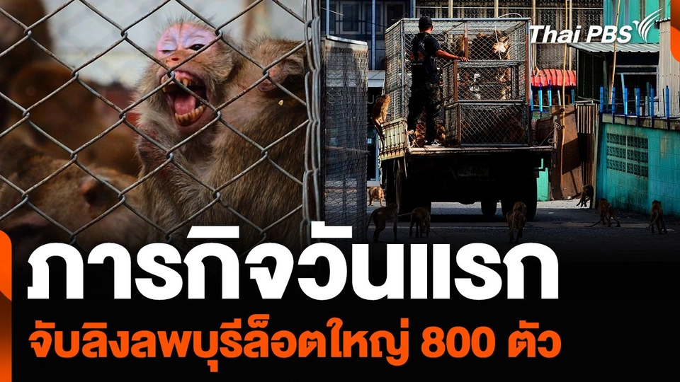 ภารกิจวันแรก จับลิงลพบุรีล็อตใหญ่ 800 ตัว เน้นย่านเศรษฐกิจ