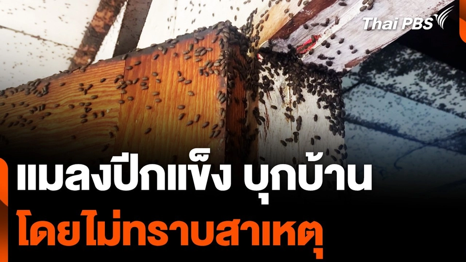 แมลงปีกแข็ง บุกบ้าน ! โดยไม่ทราบสาเหตุ