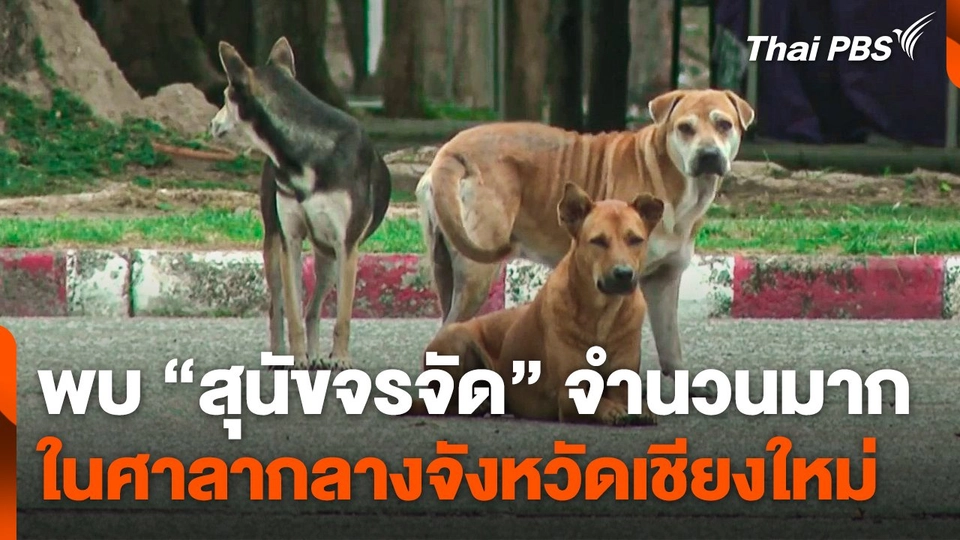 พบ "สุนัขจรจัด" จำนวนมากในศาลากลางจังหวัดเชียงใหม่