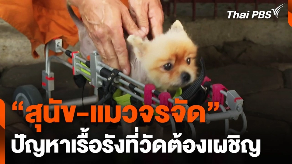 "สุนัข-แมว" จรจัด ปัญหาเรื้อรังที่วัดต้องเผชิญ