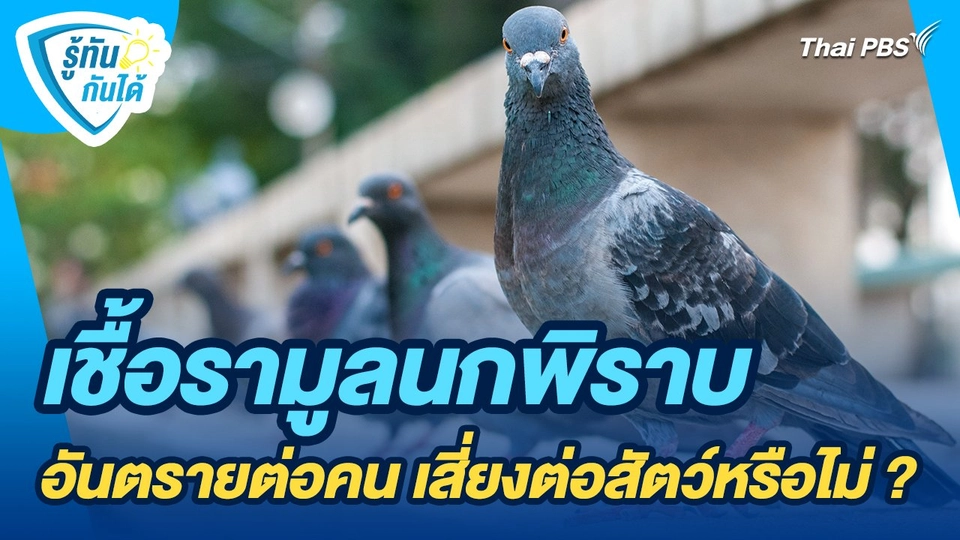 รู้ทันกันได้ : เชื้อรามูลนกพิราบ อันตรายต่อคน เสี่ยงต่อสัตว์หรือไม่ ?
