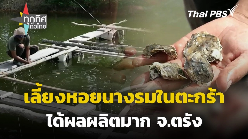 ส่งเสริมเลี้ยงหอยนางรมในตะกร้า จ.ตรัง