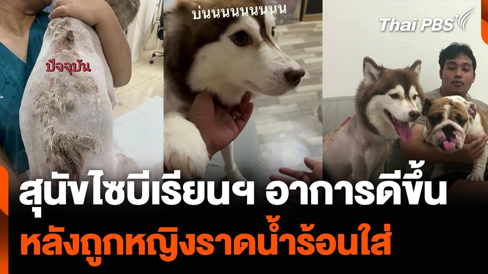 สุนัขไซบีเรียนฯ อาการดีขึ้น หลังถูกหญิงราดน้ำร้อนใส่