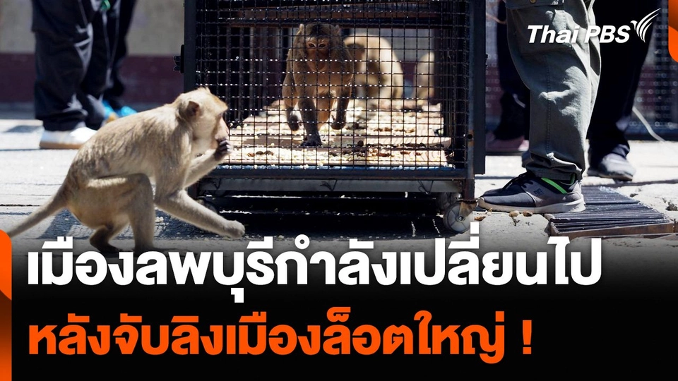 เมืองลพบุรีกำลังเปลี่ยนไป หลังจับลิงเมืองล็อตใหญ่ !