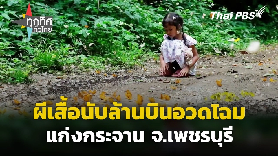 ผีเสื้อแก่งกระจานนับล้านตัวบินอวดโฉม จ.เพชรบุรี