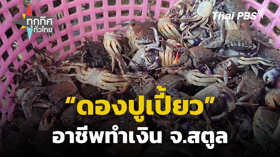 "ดองปูเปี้ยว" อาชีพทำเงิน จ.สตูล