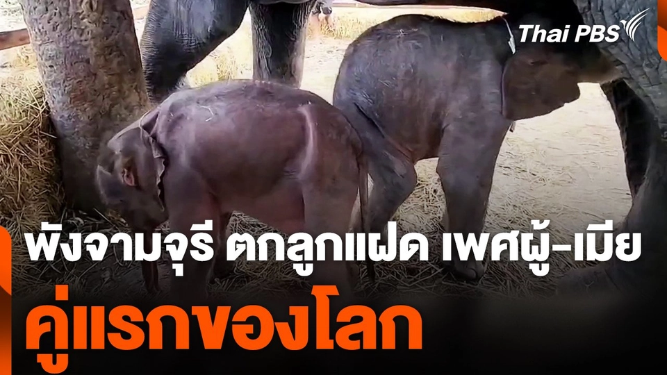 พังจามจุรี ตกลูกแฝด เพศผู้-เมีย คู่แรกของโลก