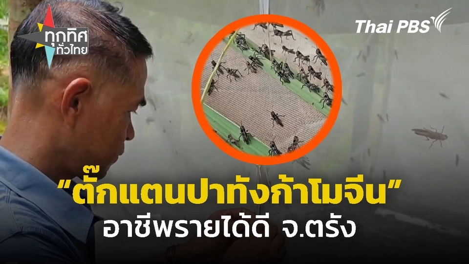 เลี้ยงตั๊กแตนปาทังก้าโมจีน รายได้ดี จ.ตรัง