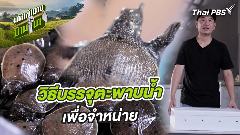 สูตรลับฉบับบ้านนา : วิธีบรรจุตะพาบน้ำเพื่อจำหน่าย