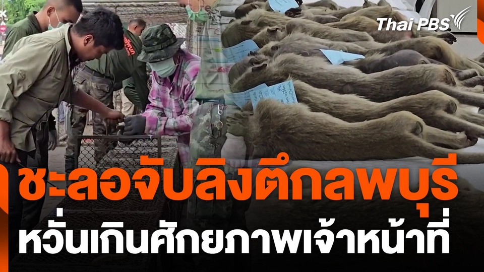 ชะลอจับลิงตึกลพบุรี หวั่นเกินศักยภาพเจ้าหน้าที่