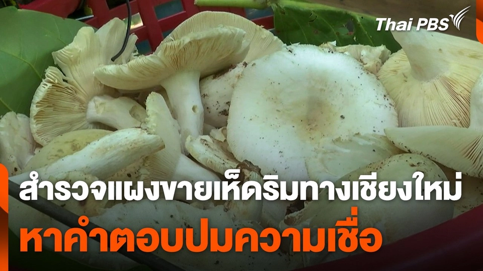 สำรวจแผงขายเห็ดริมทาง จ.เชียงใหม่