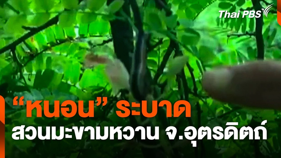 "หนอน" ระบาดสวนมะขามหวาน จ.อุตรดิตถ์