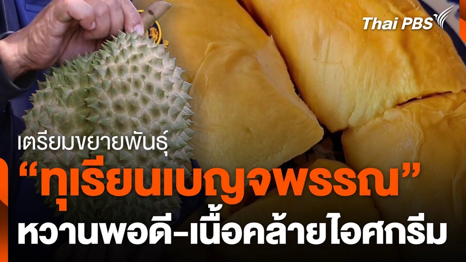 เตรียมขยายพันธุ์ "ทุเรียนเบญจพรรณ" หวานพอดี-เนื้อคล้ายไอศกรีม