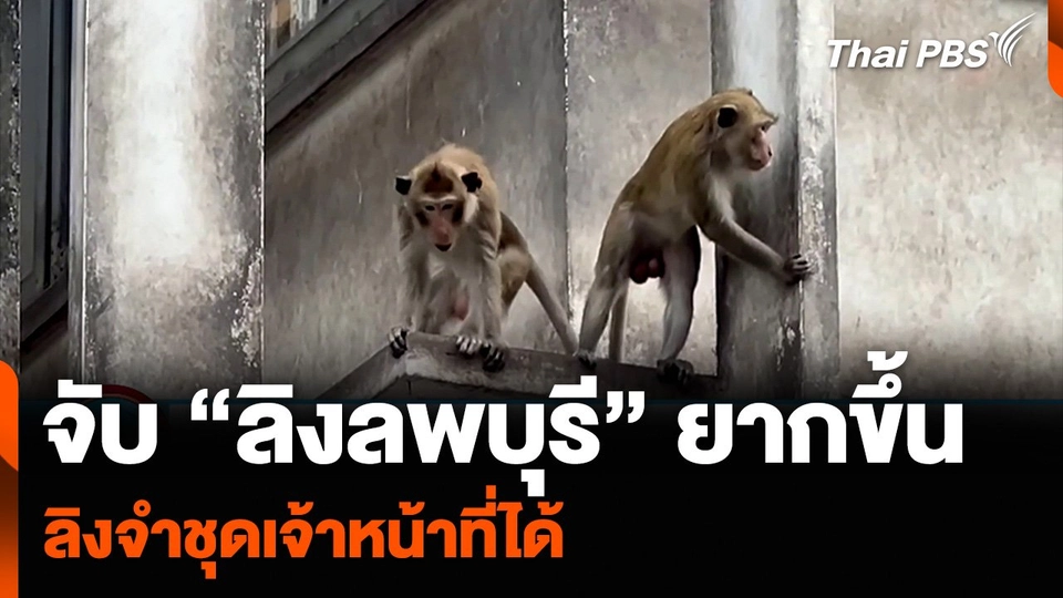 จับ “ลิงลพบุรี” ยากขึ้น ลิงจำชุดเจ้าหน้าที่ได้