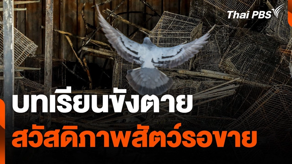 บทเรียนขังตาย สวัสดิภาพสัตว์รอขาย