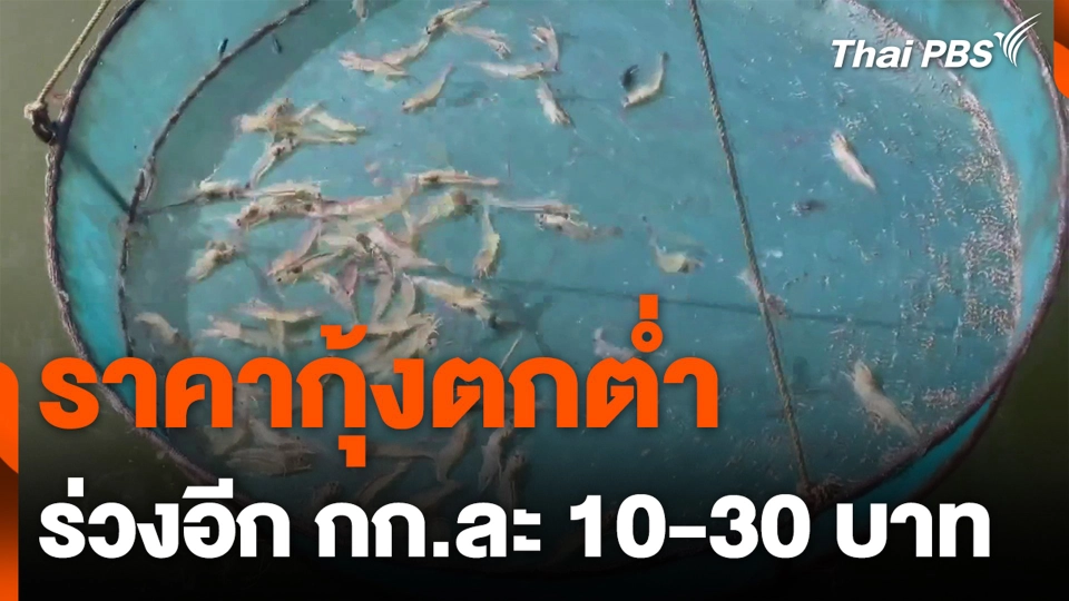 ผู้เลี้ยงกุ้ง เริ่มถอดใจ ราคากุ้งตกต่ำ ร่วงอีก กก.ละ 10-30 บาท