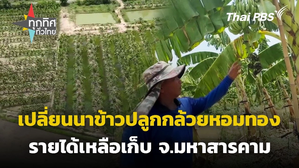 เปลี่ยนนาข้าวปลูกกล้วยหอมทอง จ.มหาสารคาม