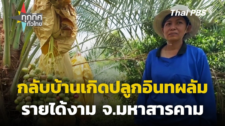 กลับบ้านเกิดปลูกอินทผลัมรายได้งาม จ.มหาสารคาม