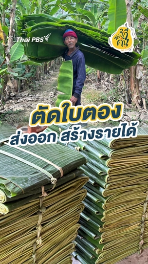ตัดใบตองส่งออก สร้างรายได้