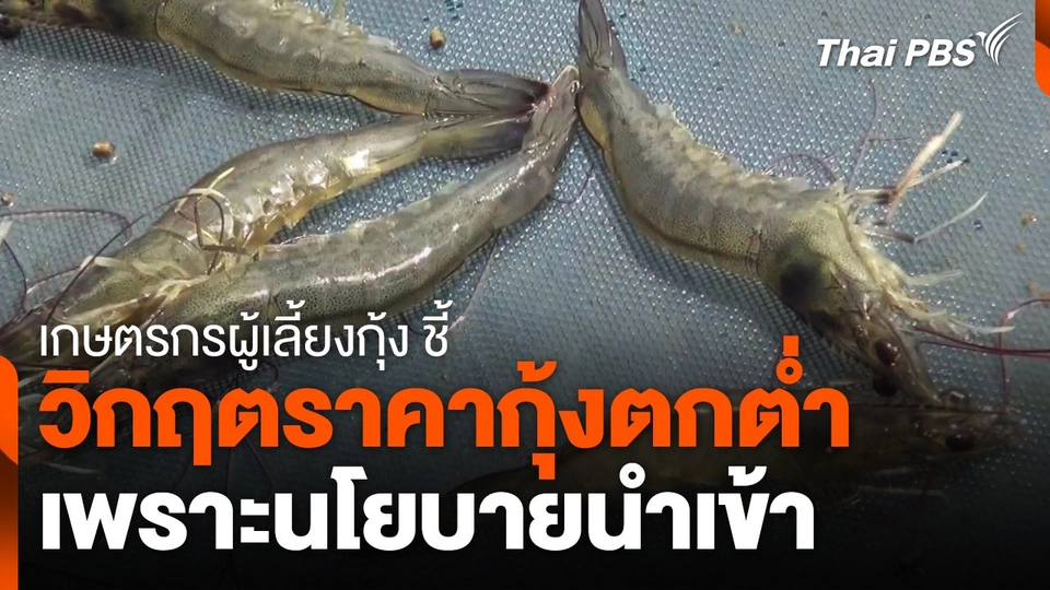 เกษตรกรผู้เลี้ยงกุ้ง ชี้วิกฤตราคากุ้งตกต่ำเพราะนโยบายนำเข้า