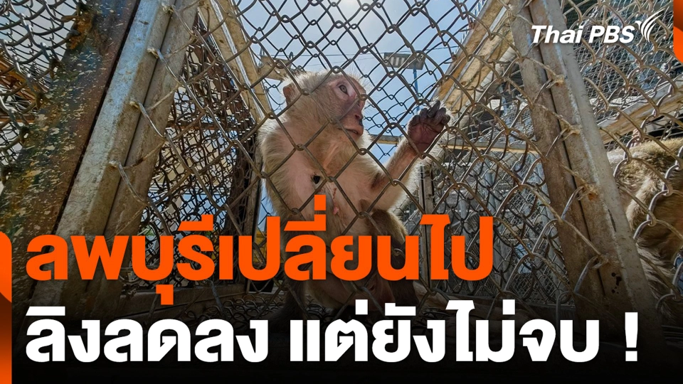 ลพบุรีเปลี่ยนไป ลิงลดลง แต่ยังไม่จบ !
