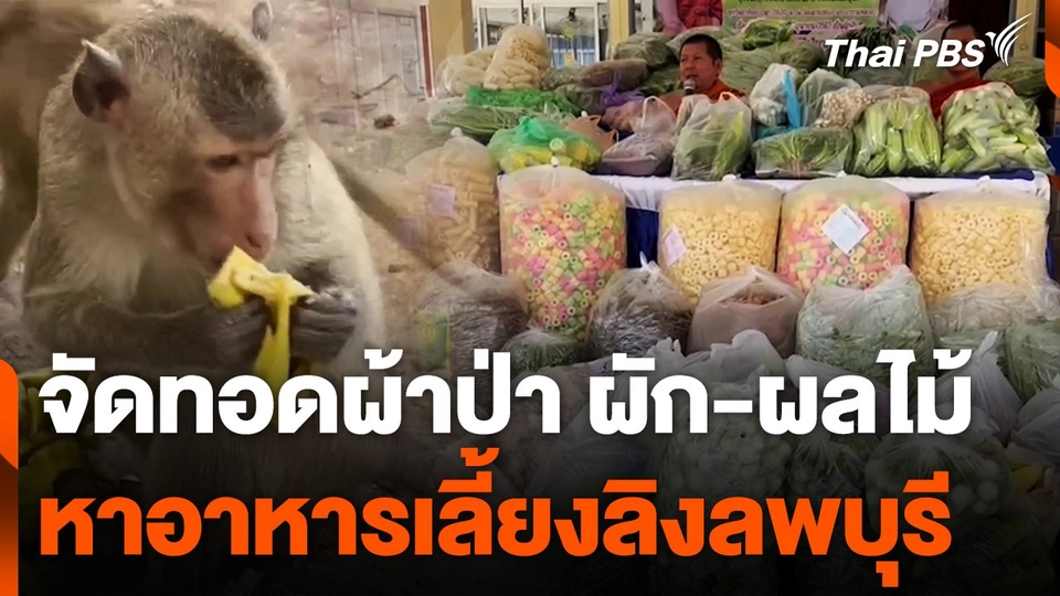 ทอดผ้าป่าหาอาหารเลี้ยงลิงลพบุรี