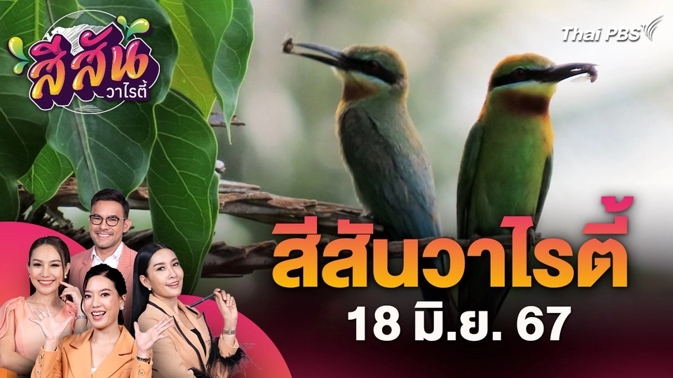 สีสันวาไรตี้ (18 มิ.ย. 67) : ฝูงนกจาบคาหัวเขียว อพยพขุดรูผสมพันธุ์วางไข่ที่จังหวัดเพชรบุรี