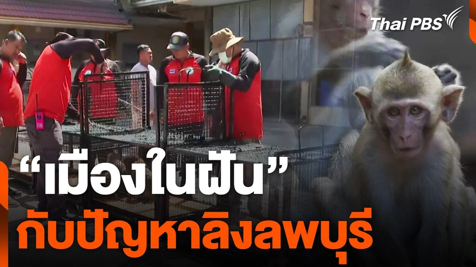 "เมืองในฝัน" กับปัญหาลิงลพบุรี