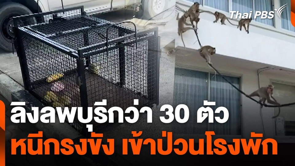 ลิงลพบุรีกว่า 30 ตัว หนีกรงขัง เข้าป่วนโรงพัก