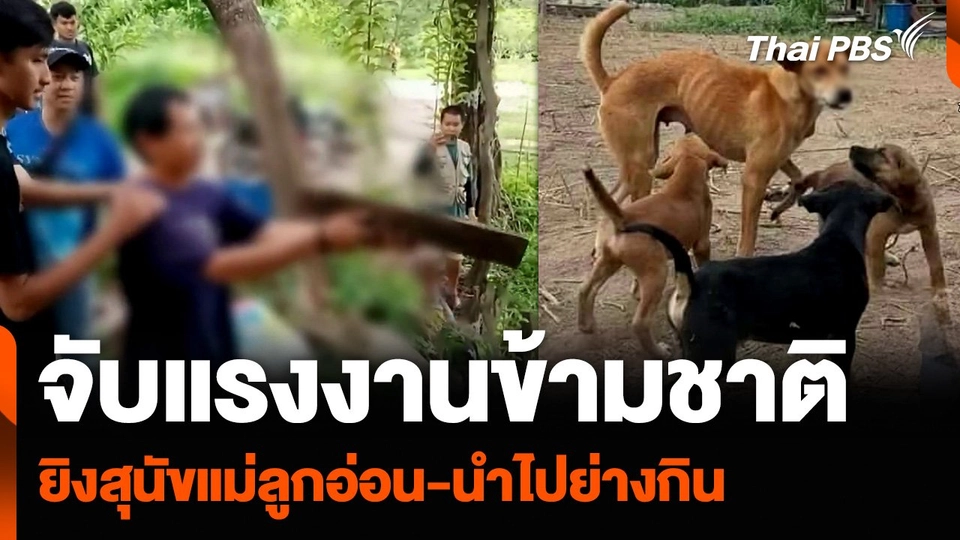 จับแรงงานข้ามชาติ ยิงสุนัขแม่ลูกอ่อน-นำไปย่างกิน