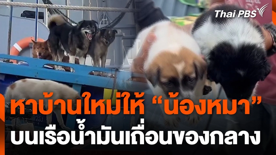 เตรียมหาบ้านใหม่ให้น้องหมาบนเรือน้ำมันเถื่อน