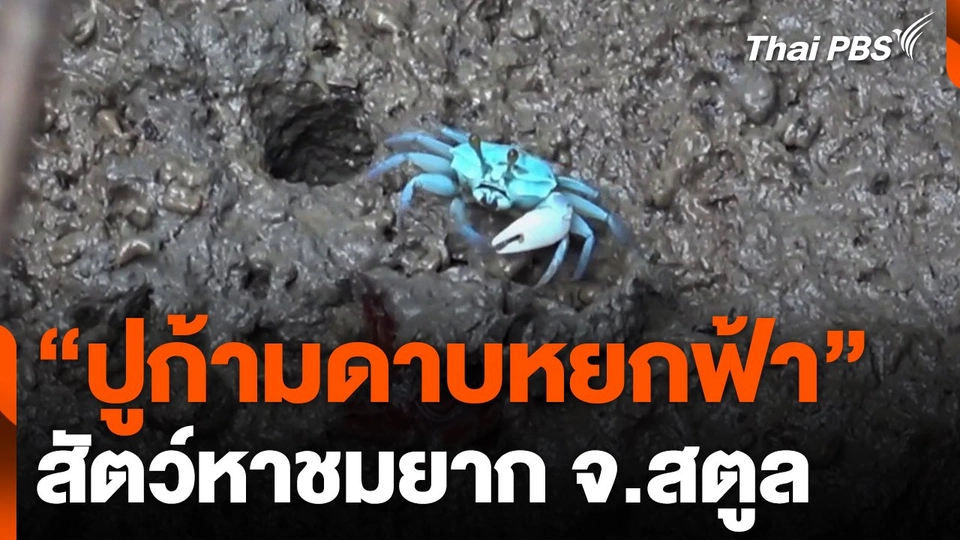 "ปูก้ามดาบหยกฟ้า" สัตว์หาชมยาก จ.สตูล