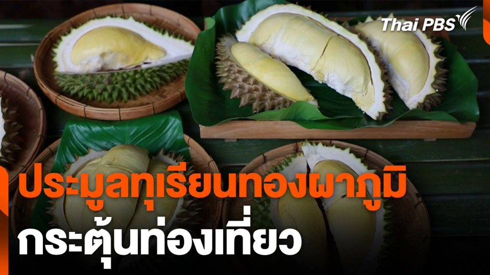 ประมูลทุเรียนทองผาภูมิ กระตุ้นท่องเที่ยว