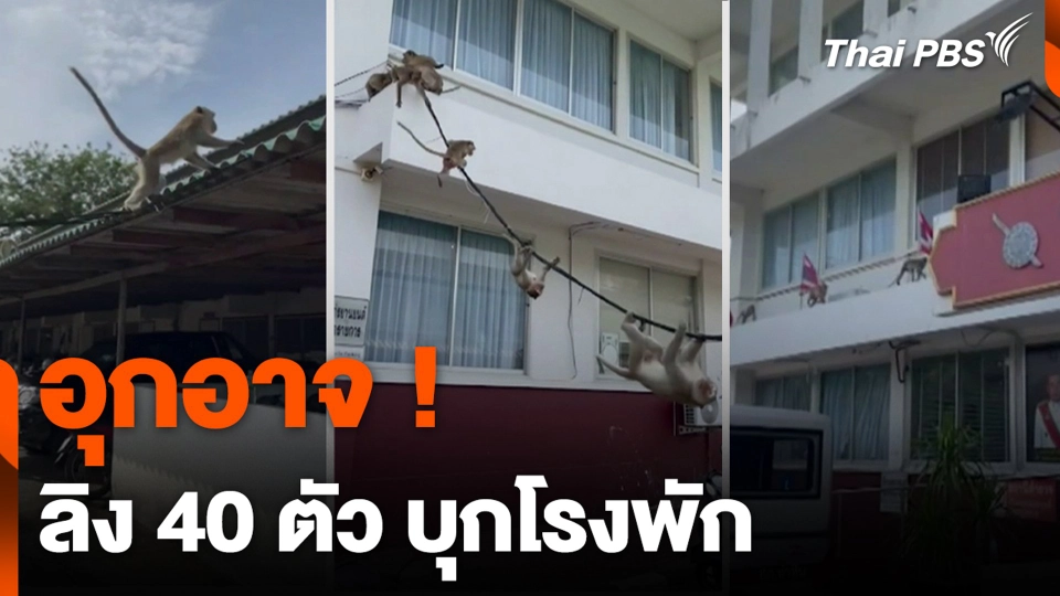 อุกอาจ ! ลิง 40 ตัว บุกโรงพัก