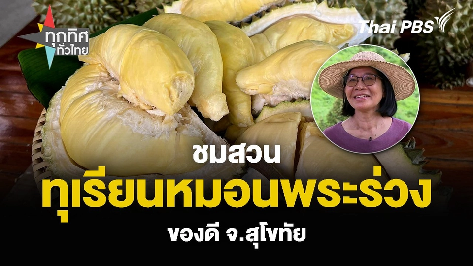 ชมสวน “ทุเรียนหมอนพระร่วง” ของดี จ.สุโขทัย