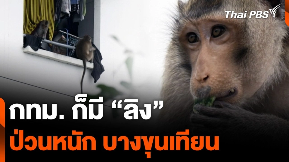 ปัญหาลิงนับ 100 ตัว ป่วน "บางขุนเทียน" กทม.