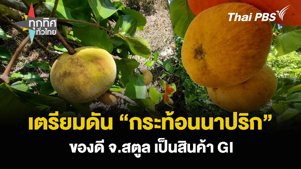 เตรียมดัน “กระท้อนนาปริก” ของดี จ.สตูล เป็นสินค้า GI